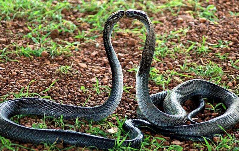 snake's movies which enough to affright of peoples snake's movies which enough to affright of peoples