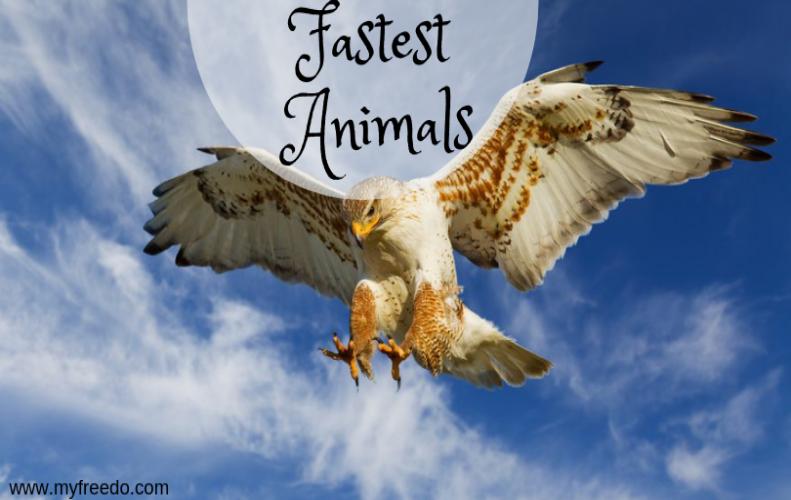 Top 5 Fastest Animal Species in the World -StoryTimes
