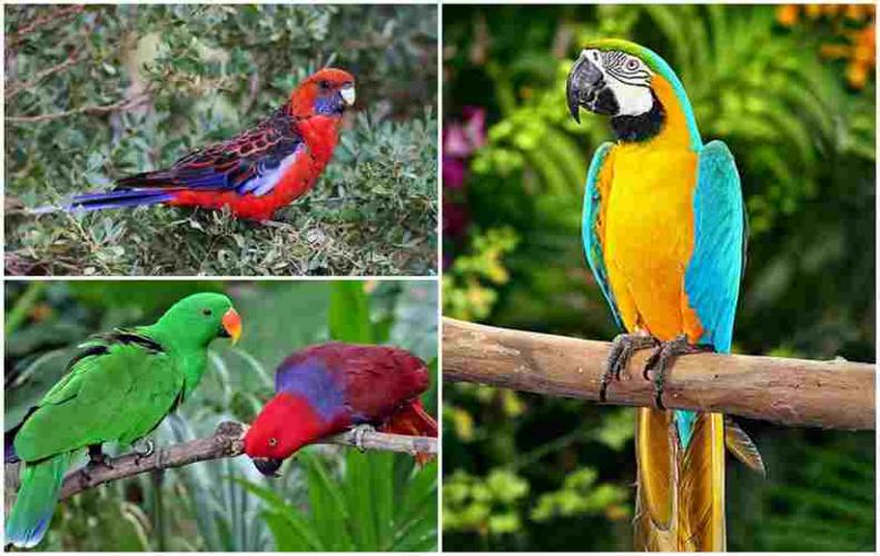 Most Colorful Parrots from All around the World | The List of Top 10 Most Colorful Parrots from All around the World | The List o...