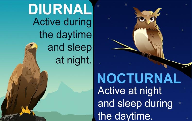 Most Beautiful Nocturnal Animals List of Top 10 -StoryTimes