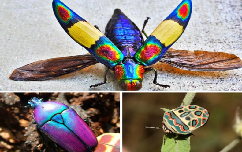 Beautiful Insects from All Over the World | The List of Top 10 Beautiful Insects from All Over the World | The List of Top ...