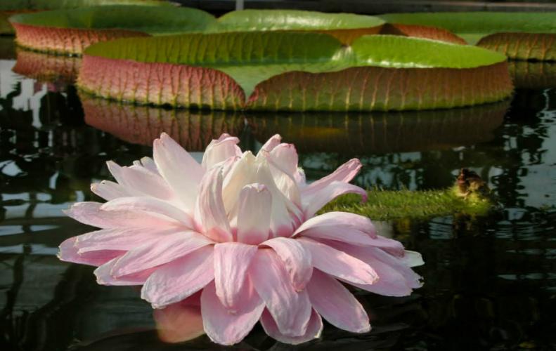 Amazing Aquatic Flowers in the World Amazing Aquatic Flowers in the World...