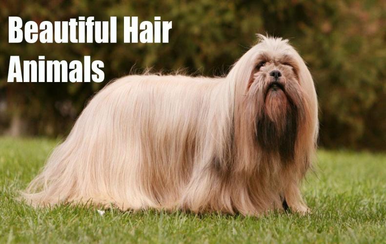 Animals with Long Beautiful Hair | The List of Top 10 Animals with Long Beautiful Hair | The List of Top 10