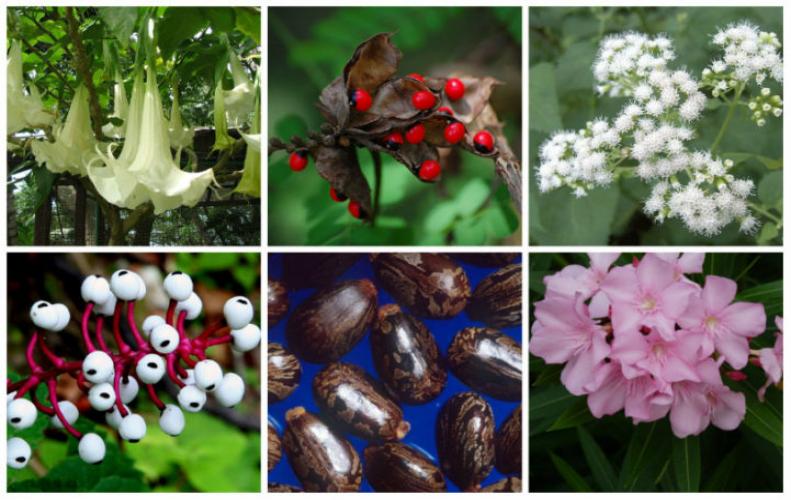 Most Poisonous Plants in the World | The List of Top 10...