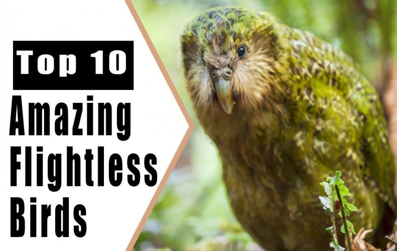 Most Incredible Flightless Birds in the World | The List of Top 10 Most Incredible Flightless Birds in the World | The List of ...