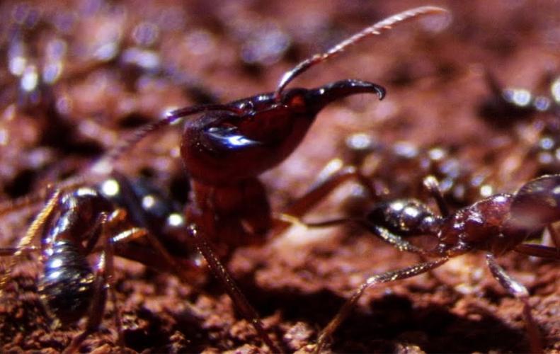 6 Amazing Facts About Siafu Ants 6 Amazing Facts About Siafu Ants...