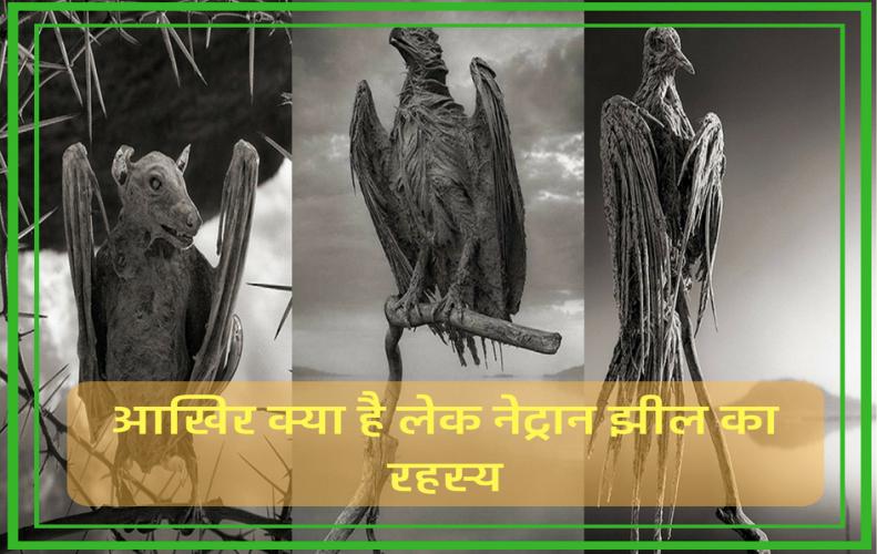आखिर क्या है नेट्रान झ�...
