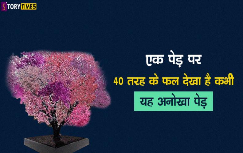 एक पेड़ पर 40 तरह के फल देख...