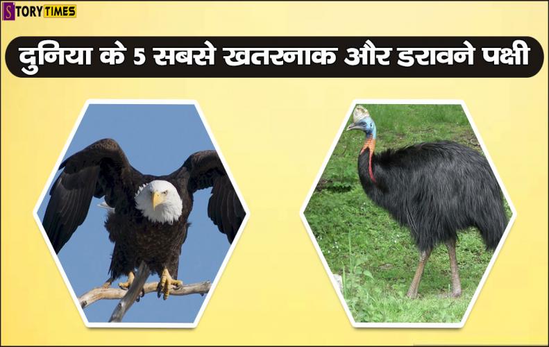 दुनिया के 5 सबसे खतरनाक और डरावने पक्षी | Most Dangerous Birds World In Hindi दुनिया के 5 सबसे खतरनाक और डरावने पक्षी | Most Dangerous Birds World In Hindi