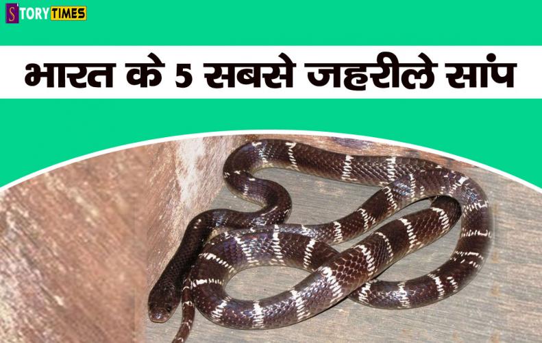 भारत के 5 सबसे जहरीले सांप | Top 5 Poisonous Snakes India In Hindi भारत के 5 सबसे जहरीले सांप | Top 5 Poisonous Snakes India In Hindi