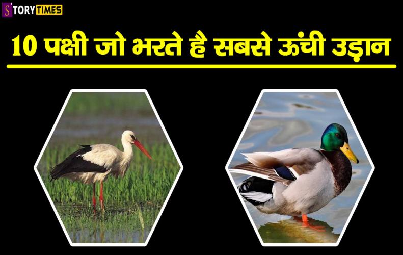 10 पक्षी जो भरते है सबसे ऊंची उड़ान | Top 10 Highest Flying Birds In Hindi 10 पक्षी जो भरते है सबसे ऊंची उड़ान | Top 10 Highest Flying Birds In Hindi