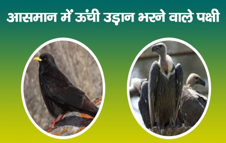 आसमान में ऊंची उड़ान भरने वाले पक्षी | Birds Flying High In The Sky In Hindi आसमान में ऊंची उड़ान भरने वाले पक्षी | Birds Flying High In The Sky In Hindi