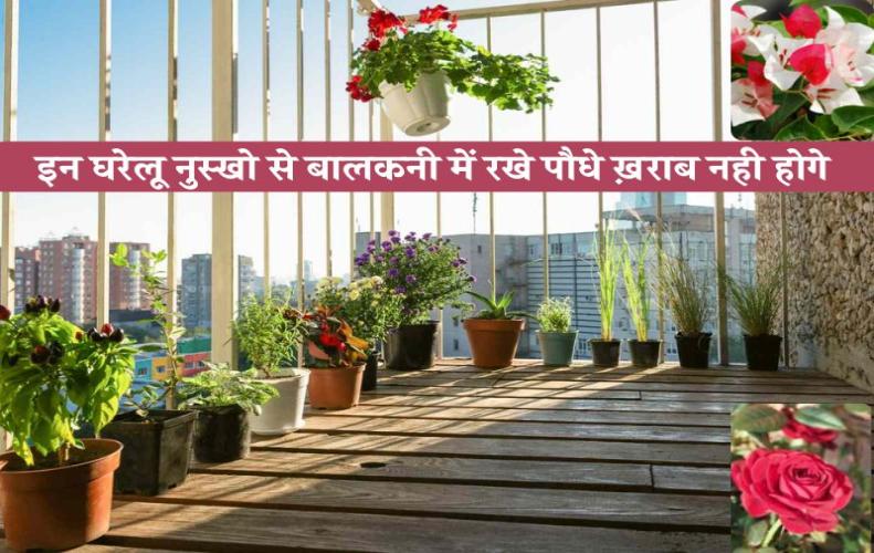 यदि आपके घर में भी बालकनी में रखे पौधे ख़राब हो रहे है? तो अपनाये ये घरेलू नुस्खे | Home Remedies In 
