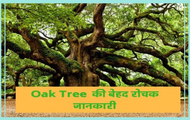 बलूत पेड की बेहद रोचक जानकारीयॉ | Interesting Information of Oak Tree in Hindi 