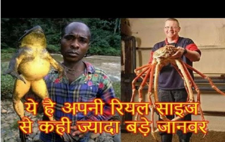 ये है अपनी रियल साइज से कही ज्यादा बड़े जानवर | Biggest Animals in the World