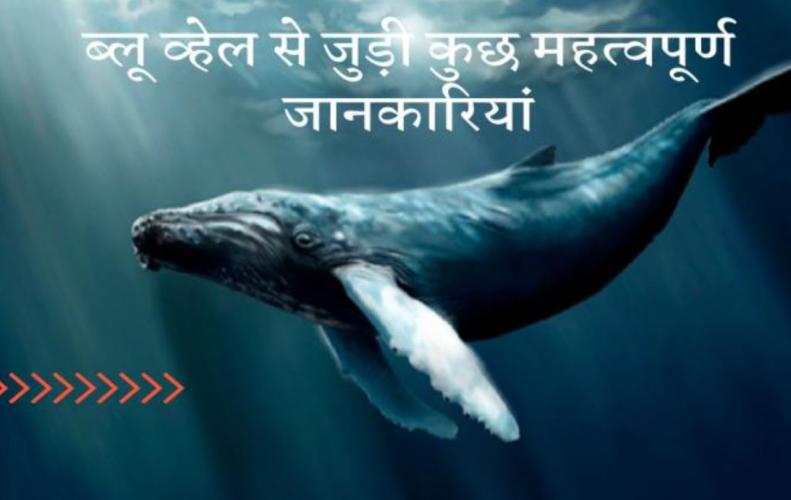 ब्लू व्हेल से जुड़ी कुछ महत्वपूर्ण जानकारियां | Interesting Facts about Blue Whale in Hindi ब्लू व्हेल से जुड़ी कु...