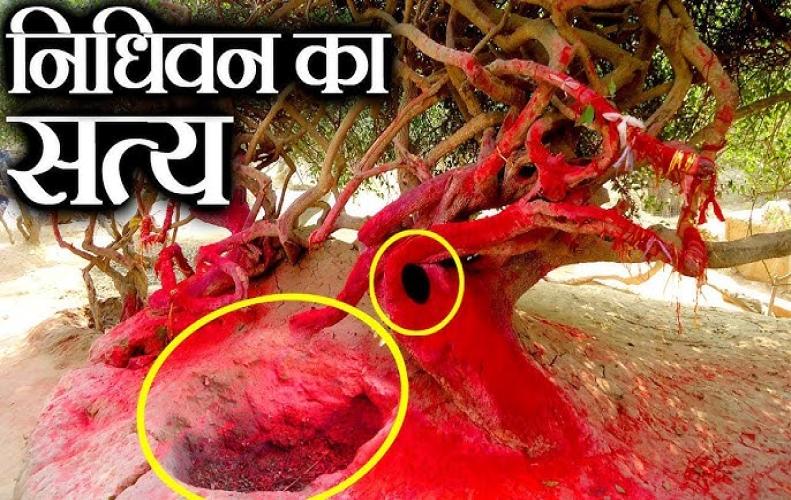 रहस्यमयी निधिवन, जहाँ आज भी आते है राधा-कृष्ण | Mystery Of Nidhivan रहस्यमयी निधिवन, जहाँ ...